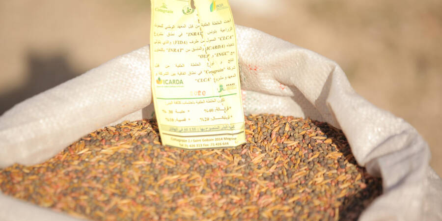 New CLCA forage mixtures gaining more space in the conventional rotations in Tunisia New CLCA forage mixtures gaining more space in the conventional rotations in Tunisia