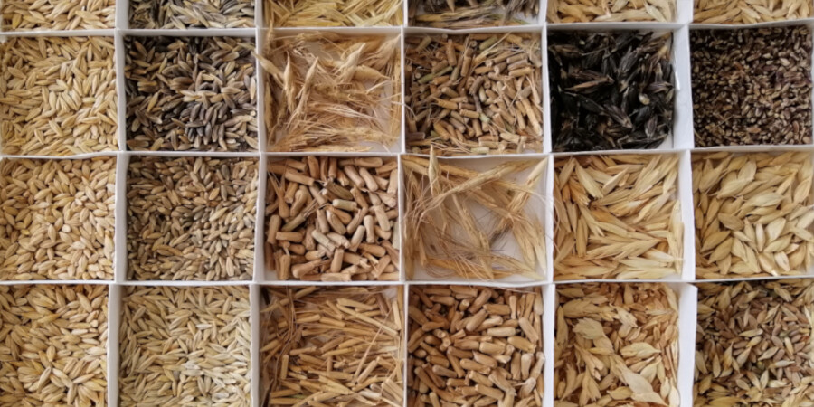 Genebanks drying seeds