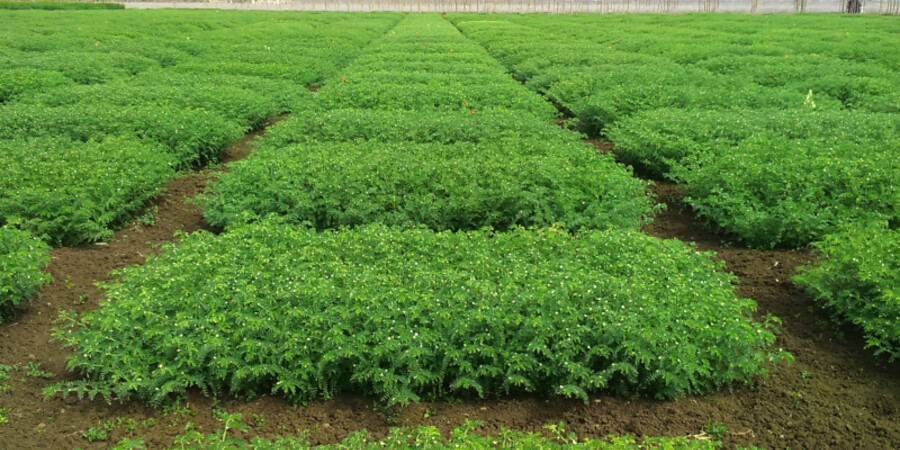 Genebanks farmers fields