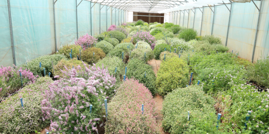 Genebanks Greenhouse